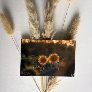 Tournesols