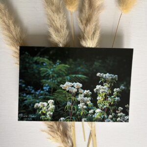 Forêt de Septembre