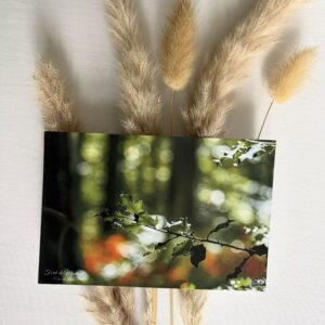 Branche de houx