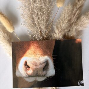 Carte postale Museau