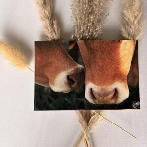 Carte postales museaux