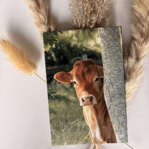 Carte postale Vache