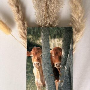 Vaches