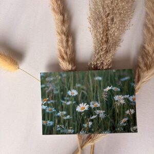 Carte postale pâquerettes