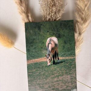 Carte postale Palomino
